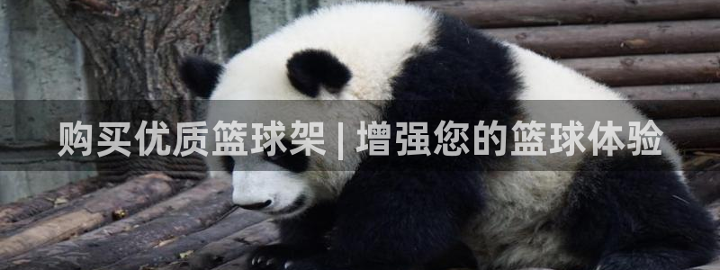 星欧娱乐挂机赚钱软件：购买优质篮球架 | 增强您的篮